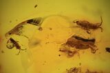 Four Fossil Springtails (Collembola) In Baltic Amber #90856-2